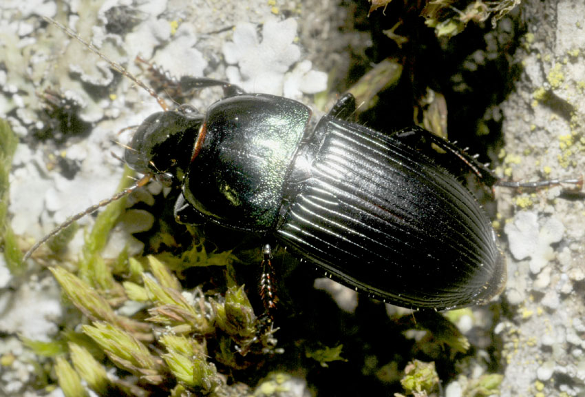 Carabidae:  Harpalus dimidiatus